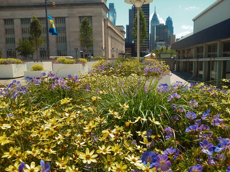 2 Stenger - Drexel U PHL Planters MB 8-21-15 5207